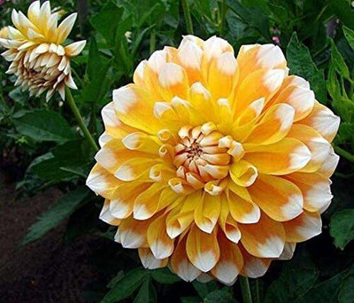 LPR DAHLIA Seed(20 per packet)