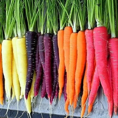 Qualtivate HUA-6A Rainbow Blend Carrot Seeds Seed(300 per packet)