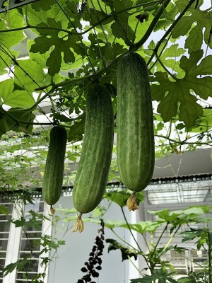 WHYGI Cucumber Seeds | Non-GMO-CuC_354 Seed(80 per packet)