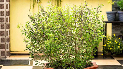 XOLDA Organic tulsi herb Seed(32 per packet)