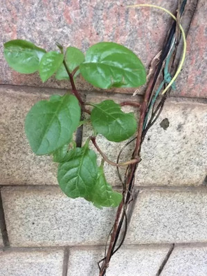 MAA Malabar Spinach, Malabar Seed(30 per packet)