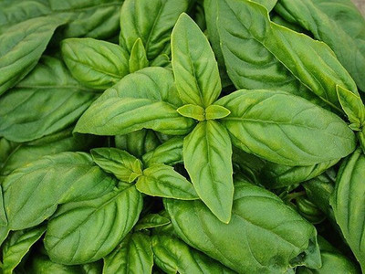 Quentova Organic Basil Seeds - Italian Large Leaf-XII Seed(300 per packet)