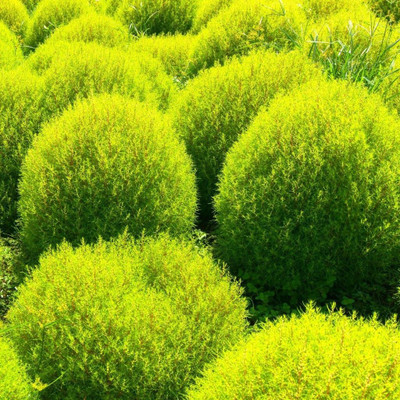 Avysa BURNING BUSH Kochia Seed(15 per packet)