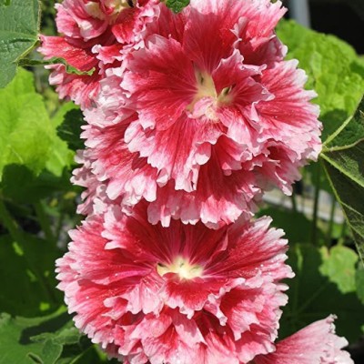 ACCELCROP Hollyhock Mix Flower Seed(90 per packet)