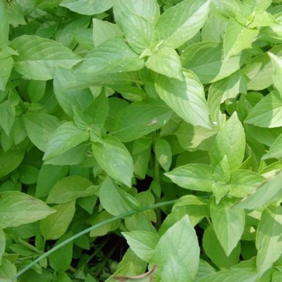 VibeX ® RXI-5 Lime Basil Seeds Seed(1000 per packet)