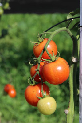 MSG tomato Seed(155 per packet)