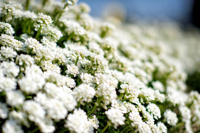 Bahan gypsophila flower Seed(100 per packet)