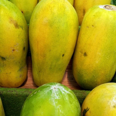 Farmonix Papaya Seeds Dwarf Variety Seed(100 per packet)