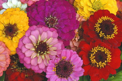Quentova GIANT CALIFORNIA ZINNIA MIX-HQL-6G Seed(75 per packet)