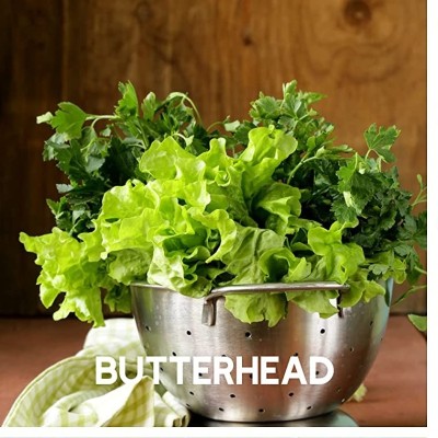 Qualtivate HUA-9A Butterhead Lettuce Seed(300 per packet)