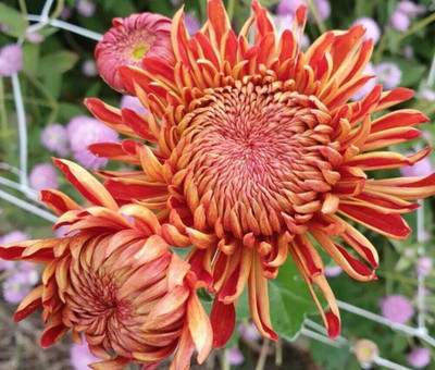Quentova HEATHER JAMES CHRYSANTHEMUM Seed(100 per packet)