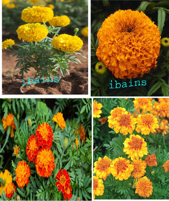 wequality Hybrid Marigold flower seeds combo pack,winter season flower seed Seed(60 per packet)