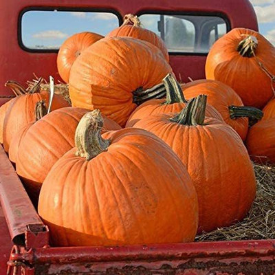 VibeX ® VMR-522 Jack O' Lantern Pumpkin Seeds Seed(50 per packet)