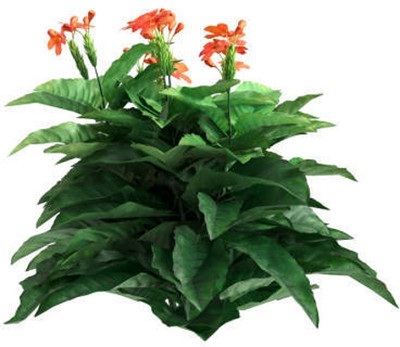 jkfarm kanakambaram-firecracker-crossandra Seed(39 per packet)