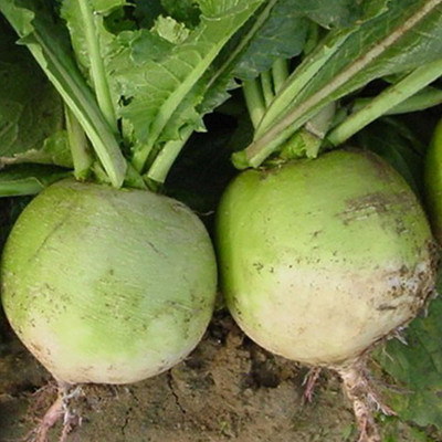 Qualtivate HYB-8A Radish - Chinese - Mantanghong Improved Seed(300 per packet)