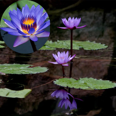 CYBEXIS XL-97 - Mini Water Bowl Aquarium Lotus - (30 Seeds) Seed(30 per packet)