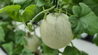 Quentova Organic Muskmelon sweet honeydew-VOX-11F Seed(150 per packet)
