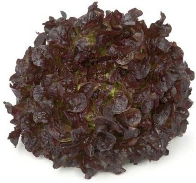CYBEXIS Seeds of Vegetable Oak Leaf Lettuce Cornouai RZ2000 Seeds Seed(2000 per packet)