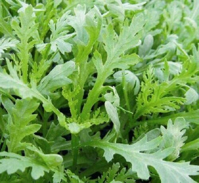 CYBEXIS Rocket Seeds of Vegetable Chopsuey Greens Shungiku Oriental2800 Seeds Seed(2800 per packet)