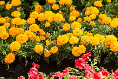 arasutraders marigold/gende ka phool flower seeds Seed(75 per packet)
