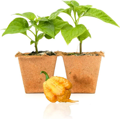 Biosnyg High Yield Golden Carolina Reaper Pepper Seeds For Gardening-(2000 Seeds) Seed(2000 per packet)