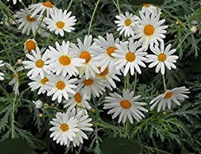 MAA Daisy Seed(150 per packet)