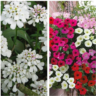 Aywal Candytuft Flower & Pentunia Flower Seed(10 per packet)