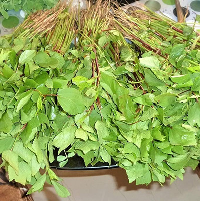 Aro Ambada Red, Gongura, Roselle Seed(164 per packet)