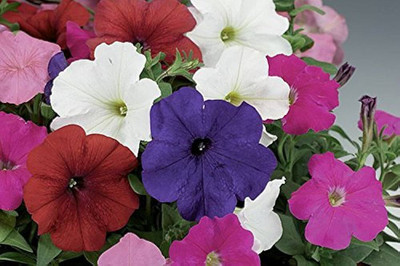 BDSresolve Petunia Double Mix Seed/Petunia flower seeds 73 Seed(73 per packet)