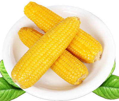 CYBEXIS Yellow Sweet Waxy Corn Seeds2000 Seeds Seed(2000 per packet)