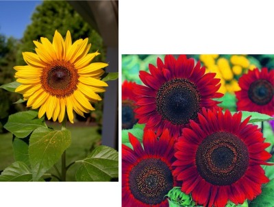 agri max gardens Red And Yellow Sunflower(surajmukhi) Seeds, for home gardenplants seeds Seed(30 per packet)
