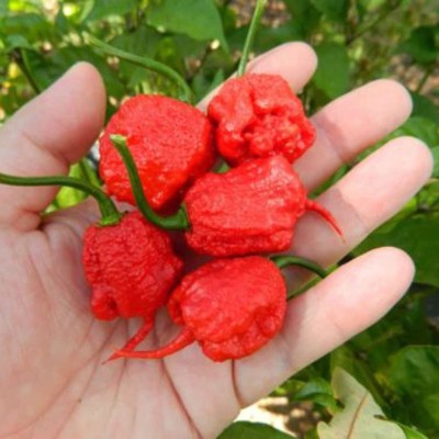 CYBEXIS F55Rare Carolina Reaper Chilli Pepper Seeds2400 Seeds Seed(2400 per packet)