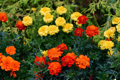 Pensare marigold/gende ka phool flower seeds Seed(75 per packet)