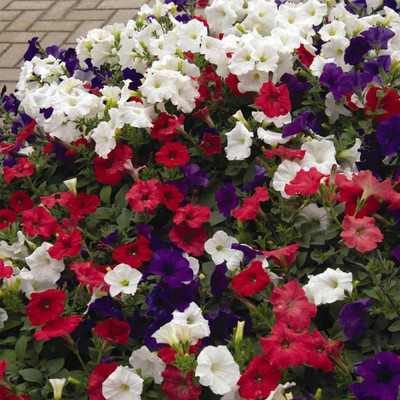 Biosnyg Petunia Flag Mix-[50 Seeds] Seed(50 per packet)