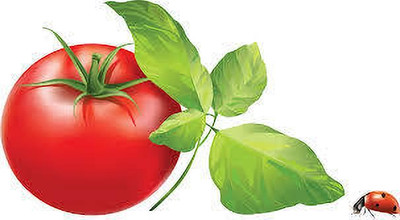 XOLDAA kashmiri hybrid tomato seeds Seed(110 per packet)