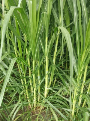 Arshiayat super naiper grass Strick Seed(50 per packet)