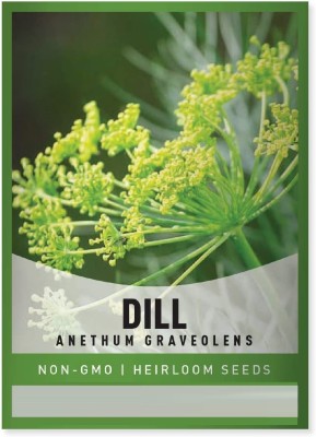 CYBEXIS GBPUT-61 - Dill Herb (Anethum graveolens) - (750 Seeds) Seed(750 per packet)