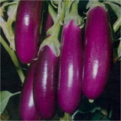 Aywal Long Chinese Variety Big Brinjal F1 Hybrid Seed(2000 per packet)