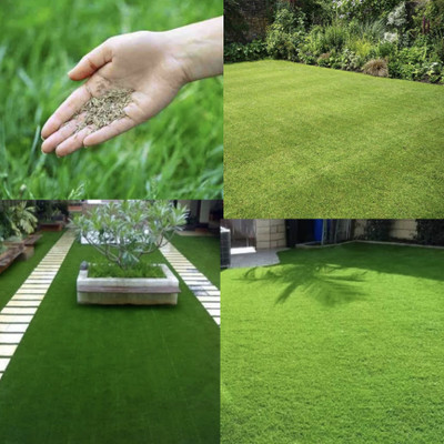 Greenfall American Bermuda Durable Lawn Seeds - 5500 + Seeds Seed(5500 per packet)
