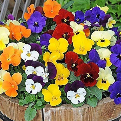 ACCELCROP Pansy Flower Seeds Hybrid double Colors F1 Hybrid Flower Seed(130 per packet)
