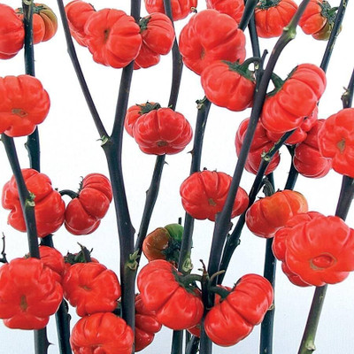 KNESSiN Pumpkin on a Stick Brinjal Seeds for Planting-[5gm] Seed(1000 per packet)