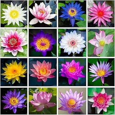 DEYS AGRO ™ Exotic japanese rainbow lotus flower seeds,Premium Seed(20 per packet)