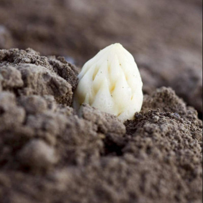 CYBEXIS White Vegetable Asparagus Seeds 400 Seeds Seed(400 per packet)