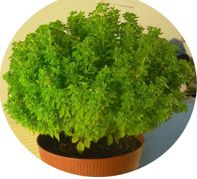 WILLVINE PUAS-55 Dwarf Greek Basil Seed(2000 per packet)