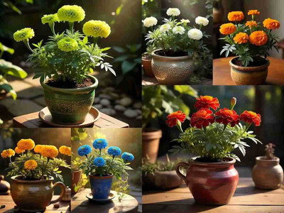 SEMINA VITA MariGold, Flower Seeds Gainda Seed Seed(58 per packet)