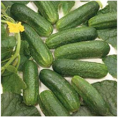 KNESSiN Cucumber Parisian Pickling Seed(200 per packet)