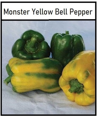 KNESSiN Hybrid Giant Yellow Capsicum Seeds For Kitchen Gardening-(100 Seeds) Seed(100 per packet)