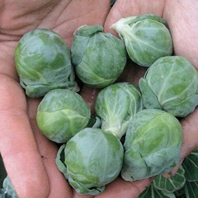 WILLVINE SYN -XVI Brussel Sprouts, Catskill [2.5g] Seed(750 per packet)