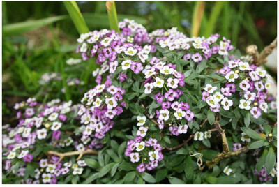 Lorvox Allysum Snow White, Allysum Seed(94 per packet)
