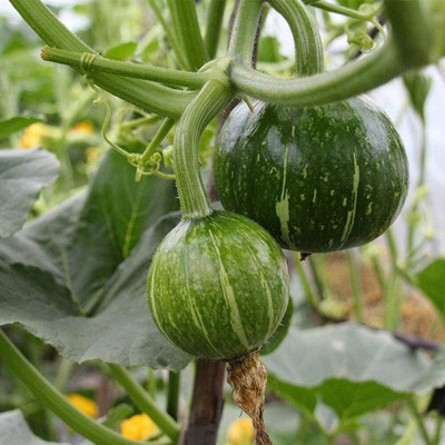 KNESSiN Pumpkin Green Patterned Seed(150 per packet)